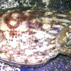 焼津港、石津浜での釣果